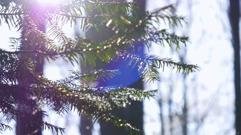 Falling snow flakes in the forest. Macro snow particles in the sun light Video stock 150569946