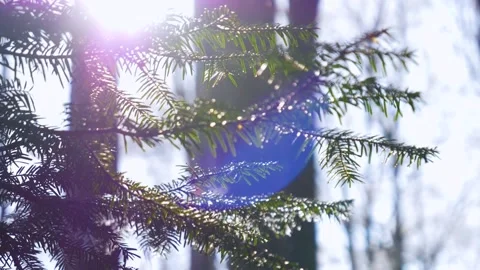 Falling snow flakes in the forest. Macro snow particles in the sun light Stock Footage 150569947