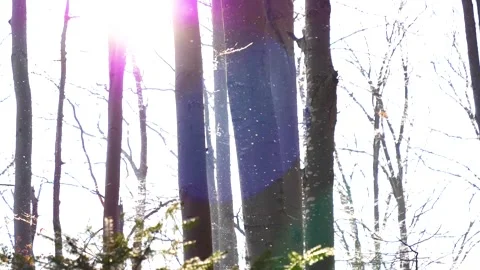 Falling snow flakes in the forest. Macro snow particles in the sun light Stock-Footage 150570086