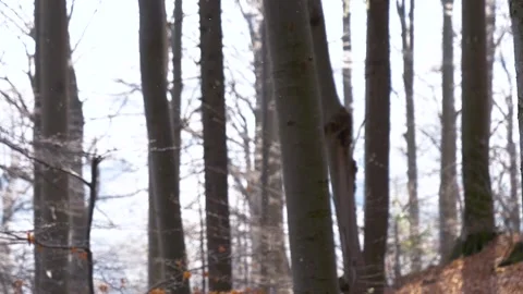 Falling snow flakes in the forest. Macro snow particles in the sun light Video stock 150570109