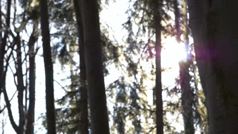 Falling snow flakes in the forest. Macro snow particles in the sun light Stock Footage 150570128
