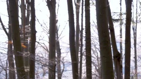 Falling snow flakes in the forest. Macro snow particles in the sun light Stock Footage 150570175