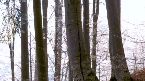 Falling snow flakes in the forest. Macro snow particles in the sun light Video stock 150570253