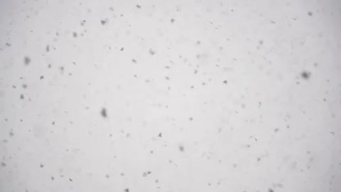 Falling snow flakes. Slow motion Stock Footage 101828112