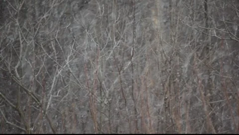 Falling snow Video stock 8554921