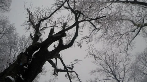 Falling Snow Stock Footage 34651650