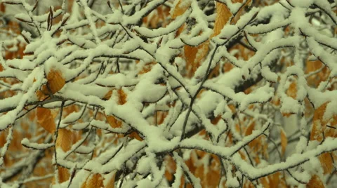 Falling snow Stock Footage 49466691