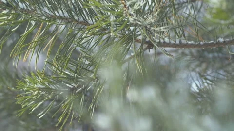 Falling Snow Stock Footage 151762324