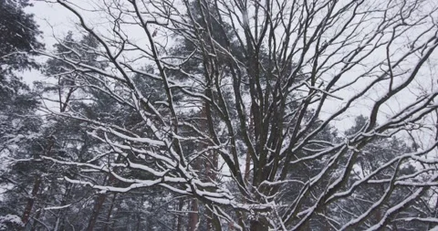 Falling snow in the forest against the backdrop of a big old tree Stock Footage 152850816