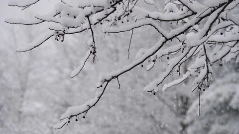 Falling snow in a forest collecting on branches Stock-Footage 105942495