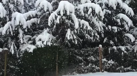 Falling snow in forest Stock Footage 45507403