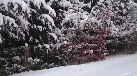 Falling snow in forest Stock Footage 45507413
