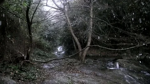 Falling snow in a forest Stock Footage 73927480