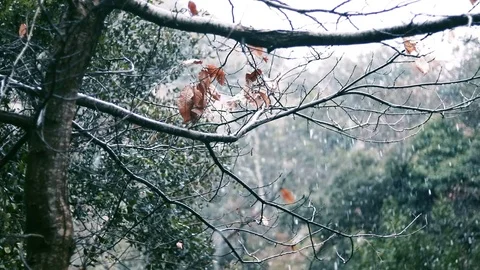 Falling snow in a forest Stock Footage 73928045
