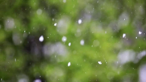 Falling snow in the forest . Video stock 75079737