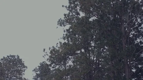 Falling snow in forest Stock Footage 89673894