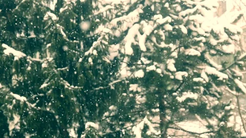 Falling snow in the forest Stock Footage 100426890
