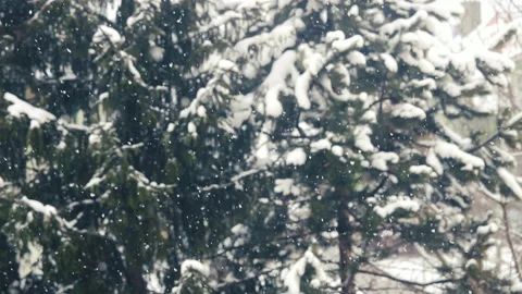 Falling snow in the forest Stock Footage 150176722