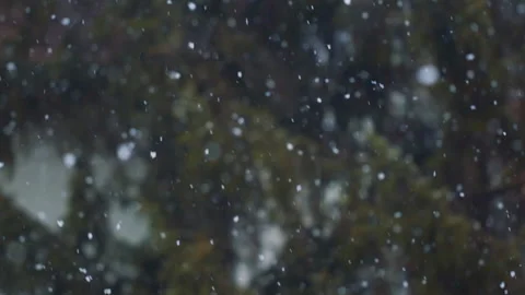 Falling snow in the forest Stock Footage 224849603