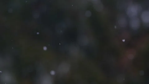 Falling snow in the forest Stock Footage 224850047