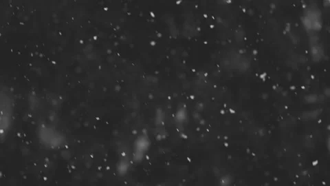 Falling snow in the forest Stock Footage 224851500
