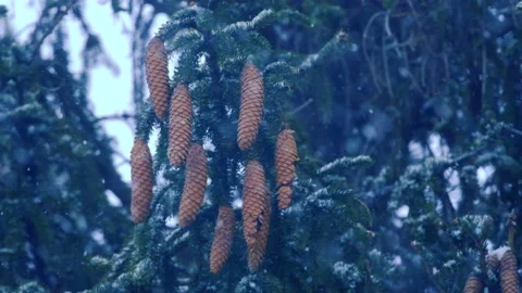 Falling snow in the forest Stock Footage 231671893