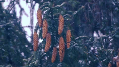 Falling snow in the forest Stock Footage 231672796