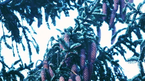 Falling snow in the forest Stock Footage 231673874