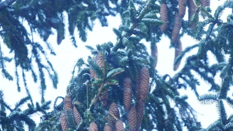 Falling snow in the forest Stock Footage 231674818