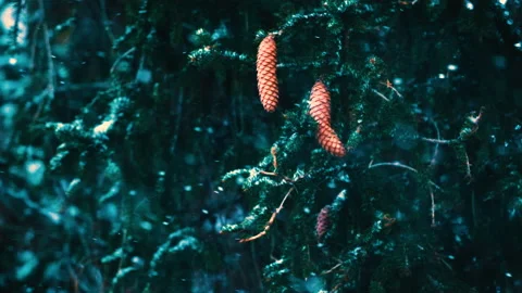 Falling snow in the forest Stock Footage 231683068