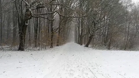 Falling snow in a forest in the Netherlands Stock Footage 84746299