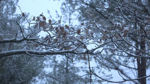 Falling snow in front of forest Video stock 127640336
