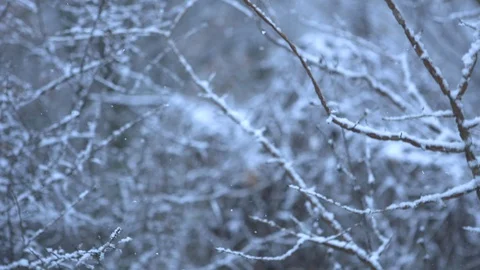Falling snow in front of forest Stock Footage 127645431