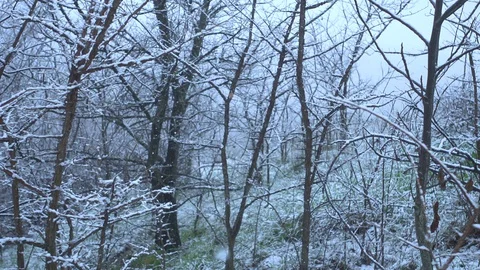 Falling snow in front of forest Stock Footage 127645655