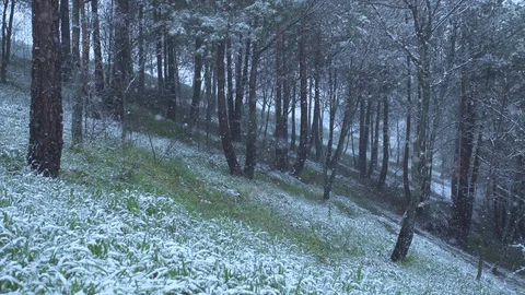 Falling snow in front of forest Video stock 127645966