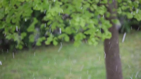 Falling snow  in green garden Stock-Footage 74661165