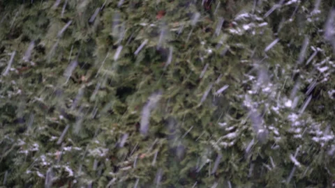 Falling snow on green tree branches in winter nature setting. Stock Footage 335520165
