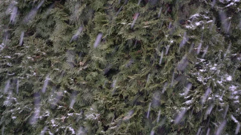 Falling snow on green tree branches in winter nature setting. Stock Footage 335520299