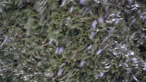 Falling snow on green tree branches in winter nature setting. Stock Footage 335520437