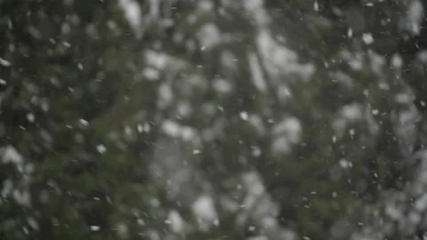 Falling snow on green tree branches in winter nature setting. Stock Footage 335521216