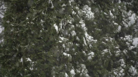 Falling snow on green tree branches in winter nature setting. Video stock 335521527