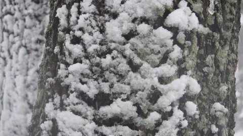 Falling snow on a grove of pine tree 库存影片 162626747