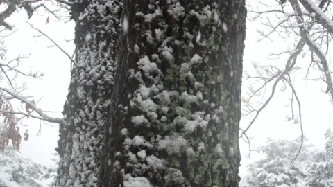 Falling snow on a grove of pine tree Stockbeeldmateriaal 162626808