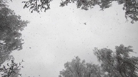 Falling snow Large flakes snow falling from top to bottom during winter day Stock Footage 280481652