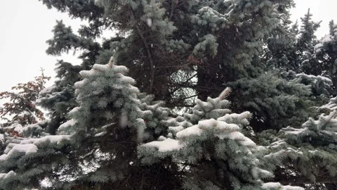 Falling Snow Near Spruce Background Stock Footage 256443081
