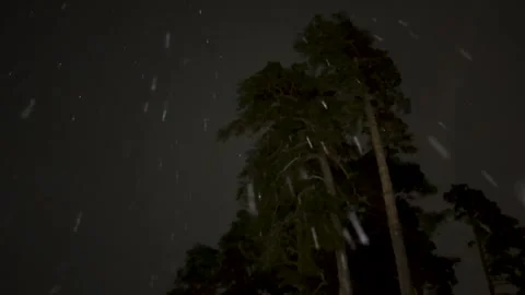 Falling snow at night with dark pine trees in forest. Stock Footage 327852081