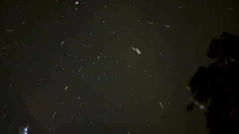 Falling snow at night with dark pine trees in forest. Stock Footage 327852130