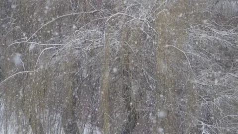 Falling snow with osier branches at the background. Slow motion Stock Footage 84151049