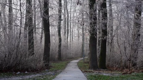 Falling snow over park path and frost covered trees at sunrise, 4K Видео 326201935