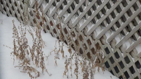 Falling snow over winter foliage by fence in backyard Stock Footage 295919398